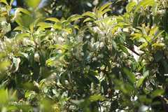 Symplocos cochinchinensis subsp. laurina